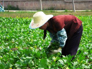 China to bolster financial, insurance support to agricultural areas