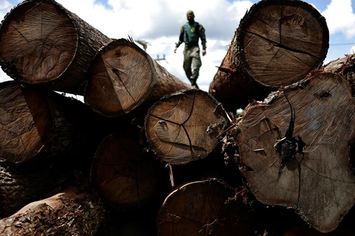 An agent of the Brazilian Institute for the Environment and Renewable Natural Resources (IBAMA) inspects a tree extracted from the Amazon rainforest, in a sawmill during an operation to combat deforestation.