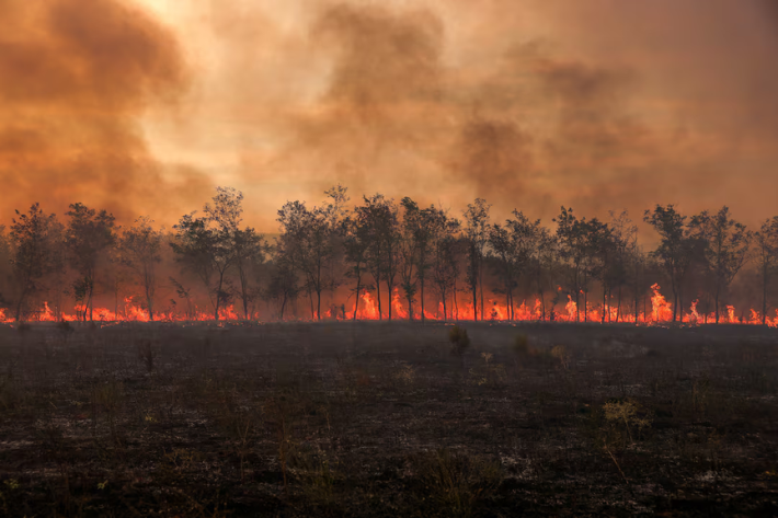 Flames and smoke rise from a line of trees as a wildfire burns at the Dadia National Park in the region of Evros, Greece