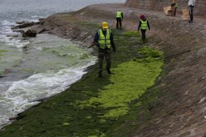 Algae Strain Could Sequester Carbon From Oceans, Factories - WI