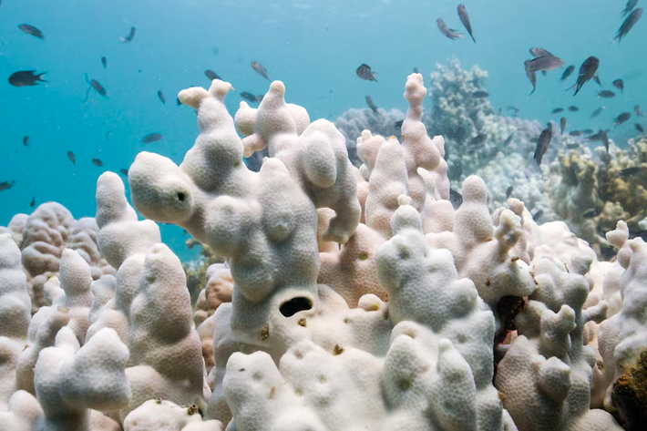 Bleached corals are seen in a reef in Koh