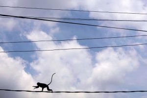 Sri Lanka Probes if ‘Fighting Monkeys’ Caused Islandwide Blackout